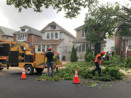tree removal & tree planting services