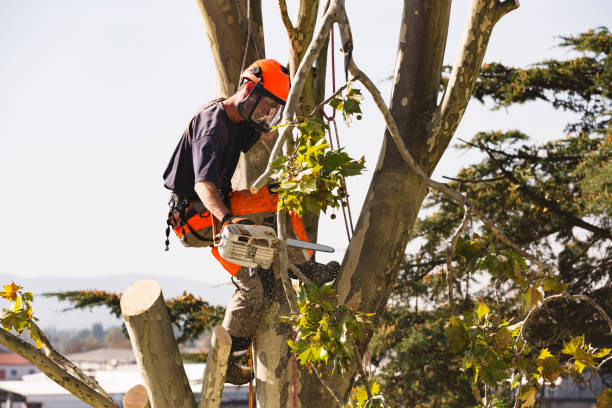 Man on ladder cutting tree