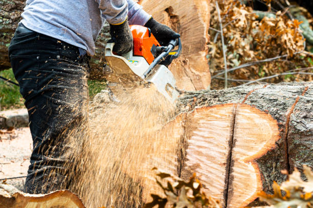 tree services , stump grinding