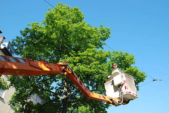 tree removal services 